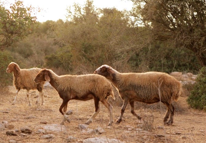 herd of sheep on brown field during daytime herd of sheep on brown field during daytime
