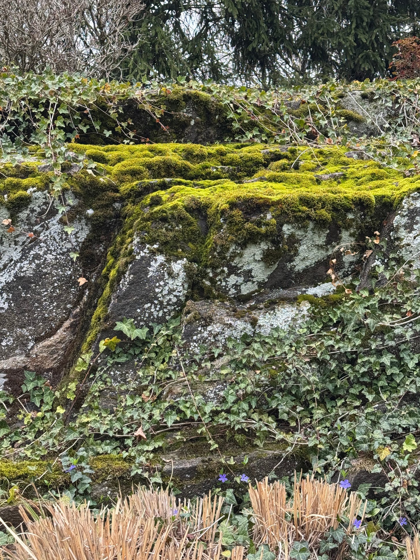 Moss covering a rock in a backyard. The moss in direct sunlight is a vibrant green while the rest is a darker, deeper shade. Ivy crawls across the rock, with shrubs populating the foreground.
