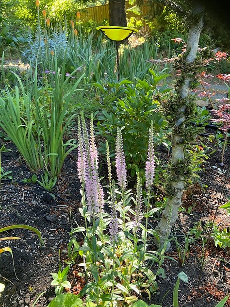 Garden Party photos