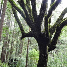 Quantum Wellness Step #1... Your Future Self Thanks You