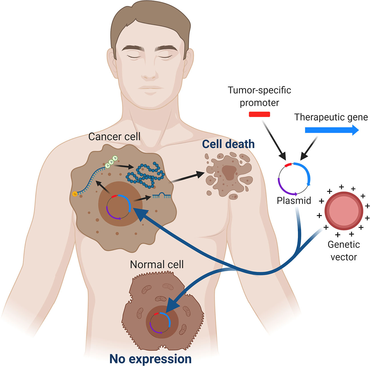 Frontiers | Strategies for Targeting Gene Therapy in Cancer Cells With  Tumor-Specific Promoters