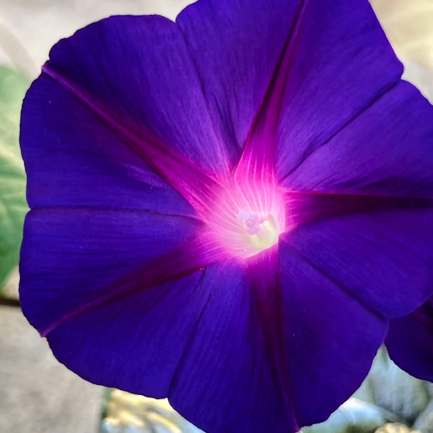 The frame is filled with a dark blue morning glory blossom with a bright pink and white center.