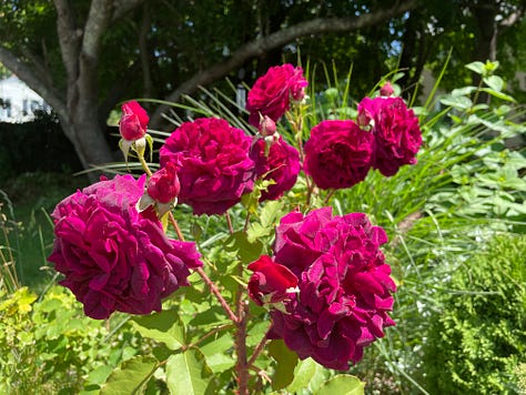 Various blooming roses and some cut into vases