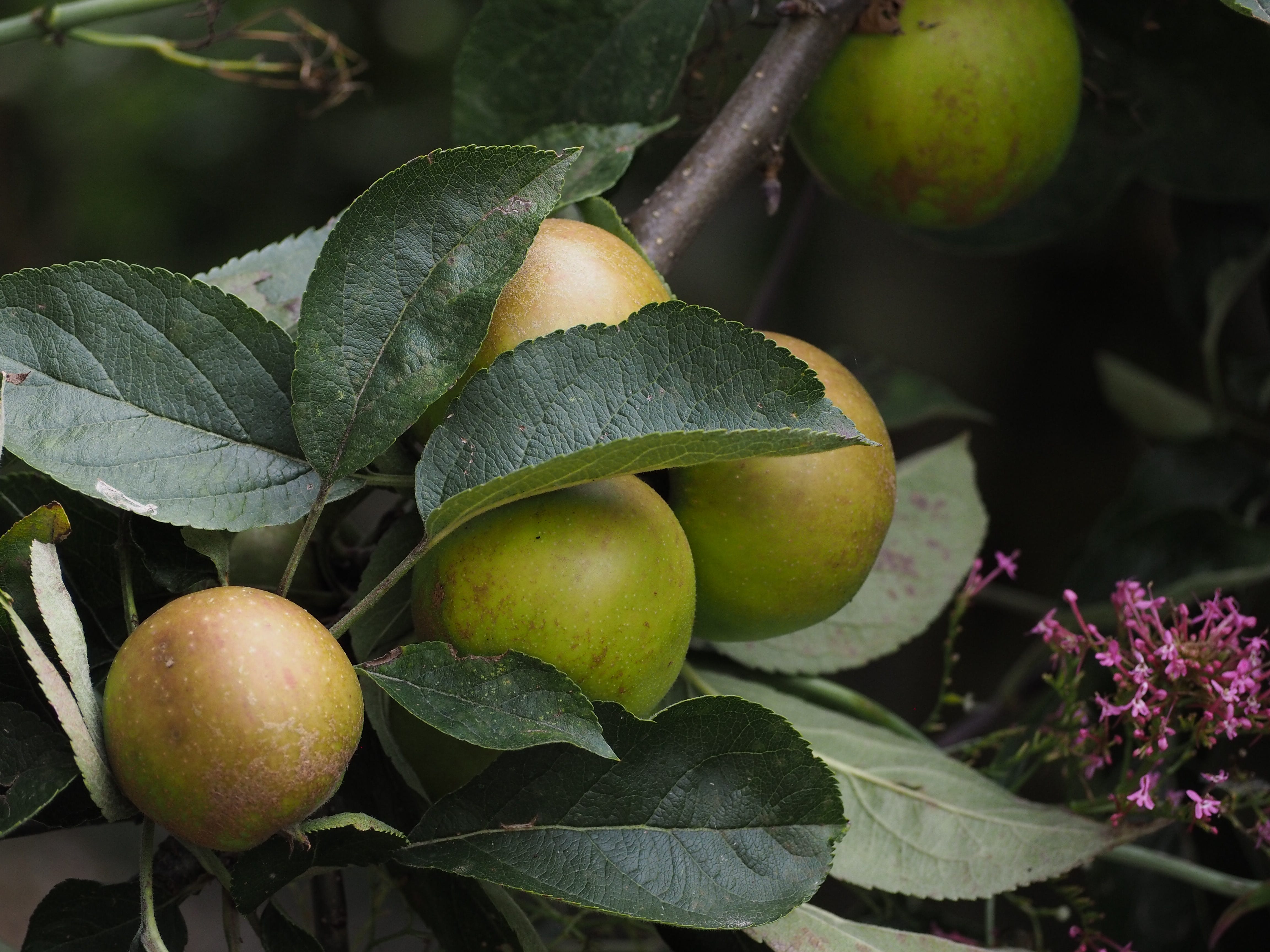 Slow Notes: Thoughts on slowing down and savouring the season