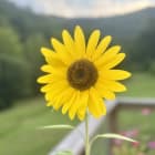 🪷The Magic of Mindfulness