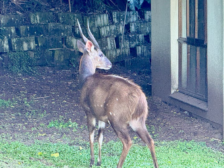Duiker, Nyala, and Bushbuck