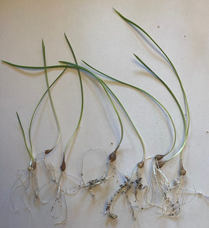 Two photos of wild hyacinth (Camassia scilloides) bulbs. First image shows dormant bulbs. Second image shows bulbs with approximately 10cm of leafy growth, along with roots.