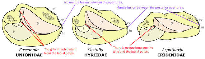 Comparative anatomical drawings of three families.