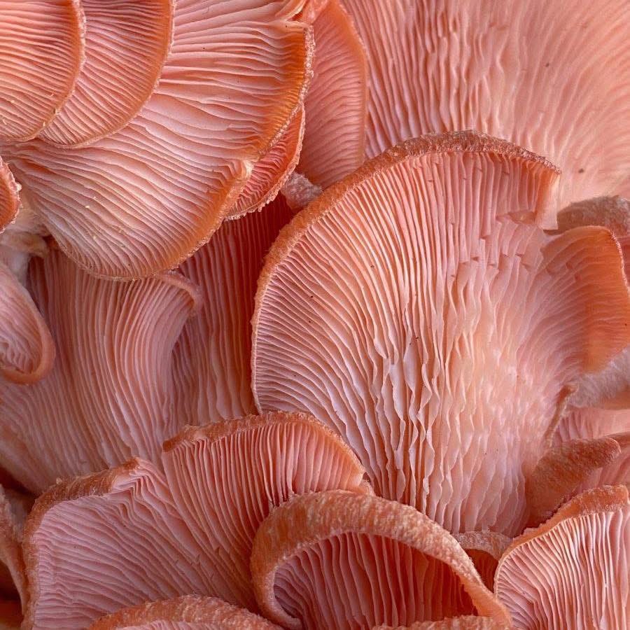 May be an image of shiitake mushrooms