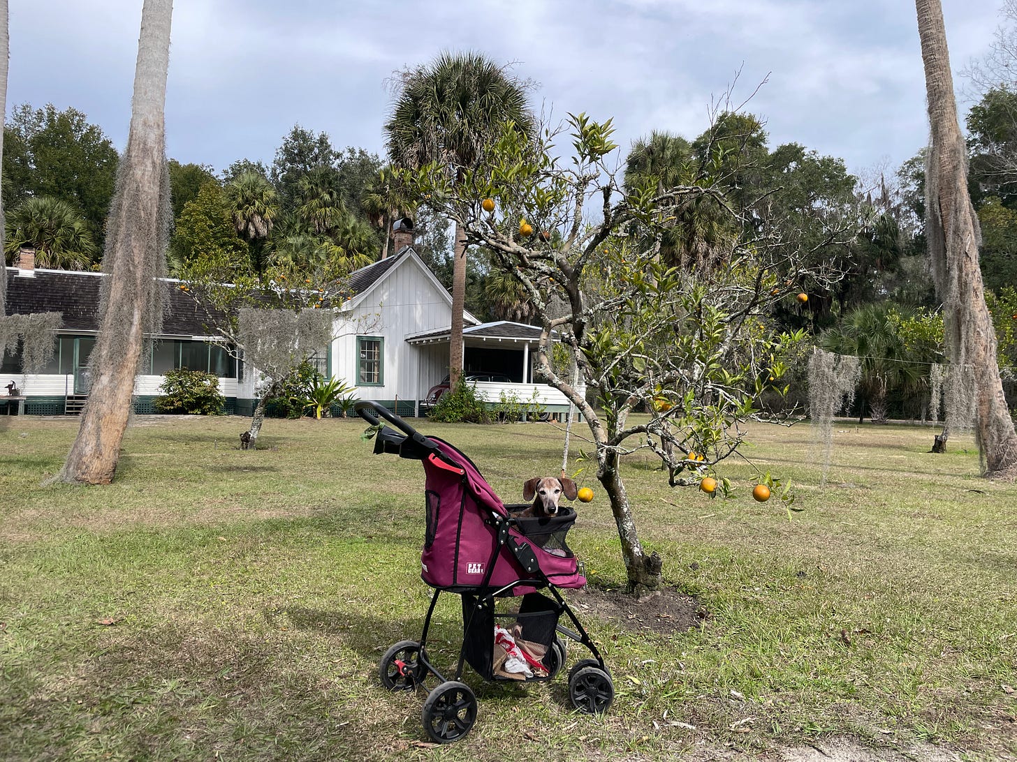 A brown dachshund sits in front of an orange tree, which stands in front of a white wooden house. A brown dachshund sits in front of an orange tree, which stands in front of a white wooden house.