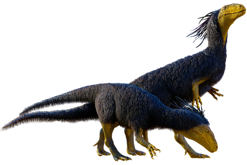 Scientific reconstruction of two small feathered theropod dinosaurs standing side by side. These bird-like predators display many traits associated with the dinosaur ancestors of modern birds, including feathers, bipedal posture, grasping claws, and lightweight bodies. Theropods like these survived the end-Cretaceous extinction and eventually evolved into the more than 10,000 species of birds alive today.