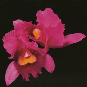Opeth - Orchid