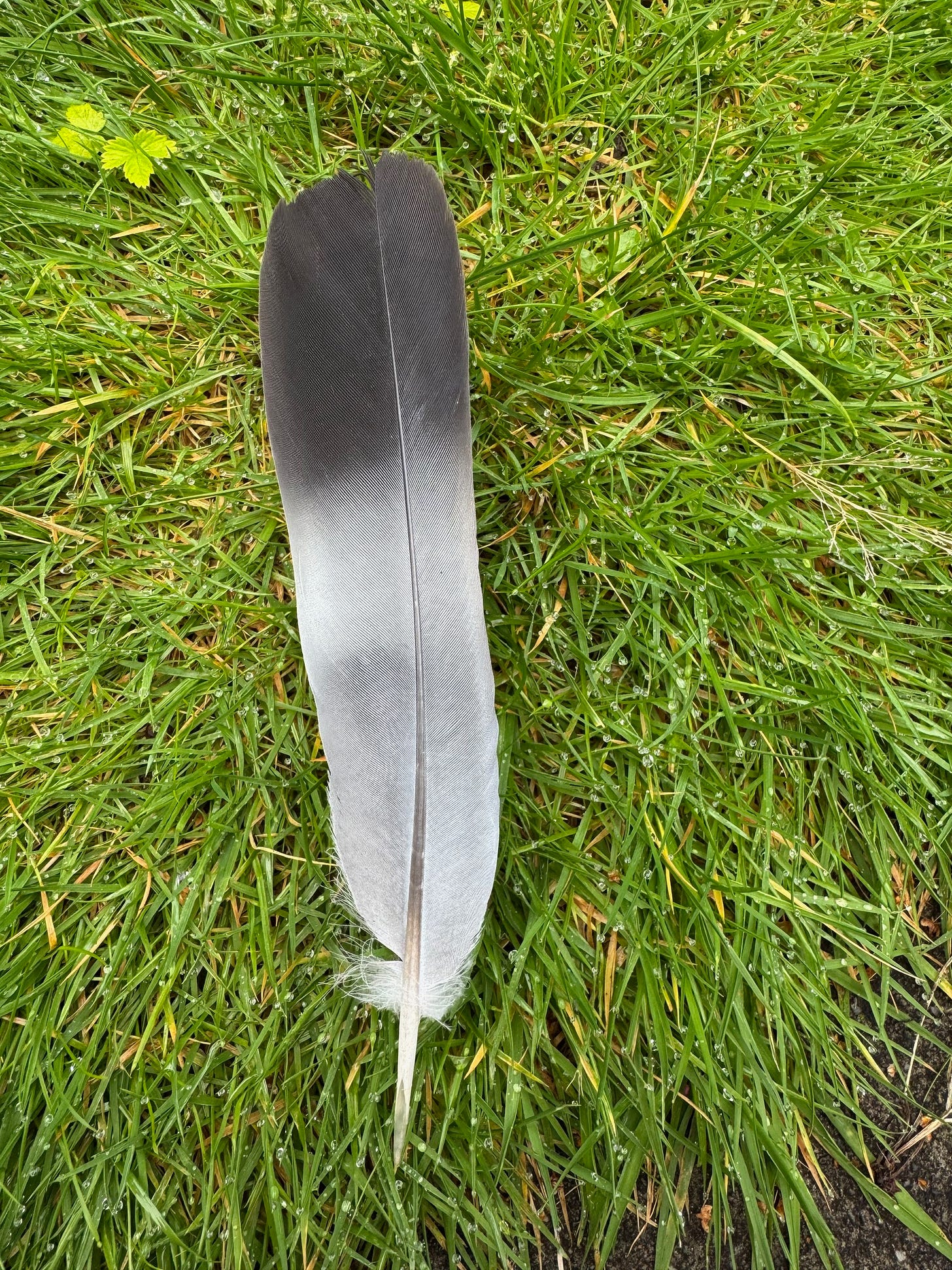 Magpie feather