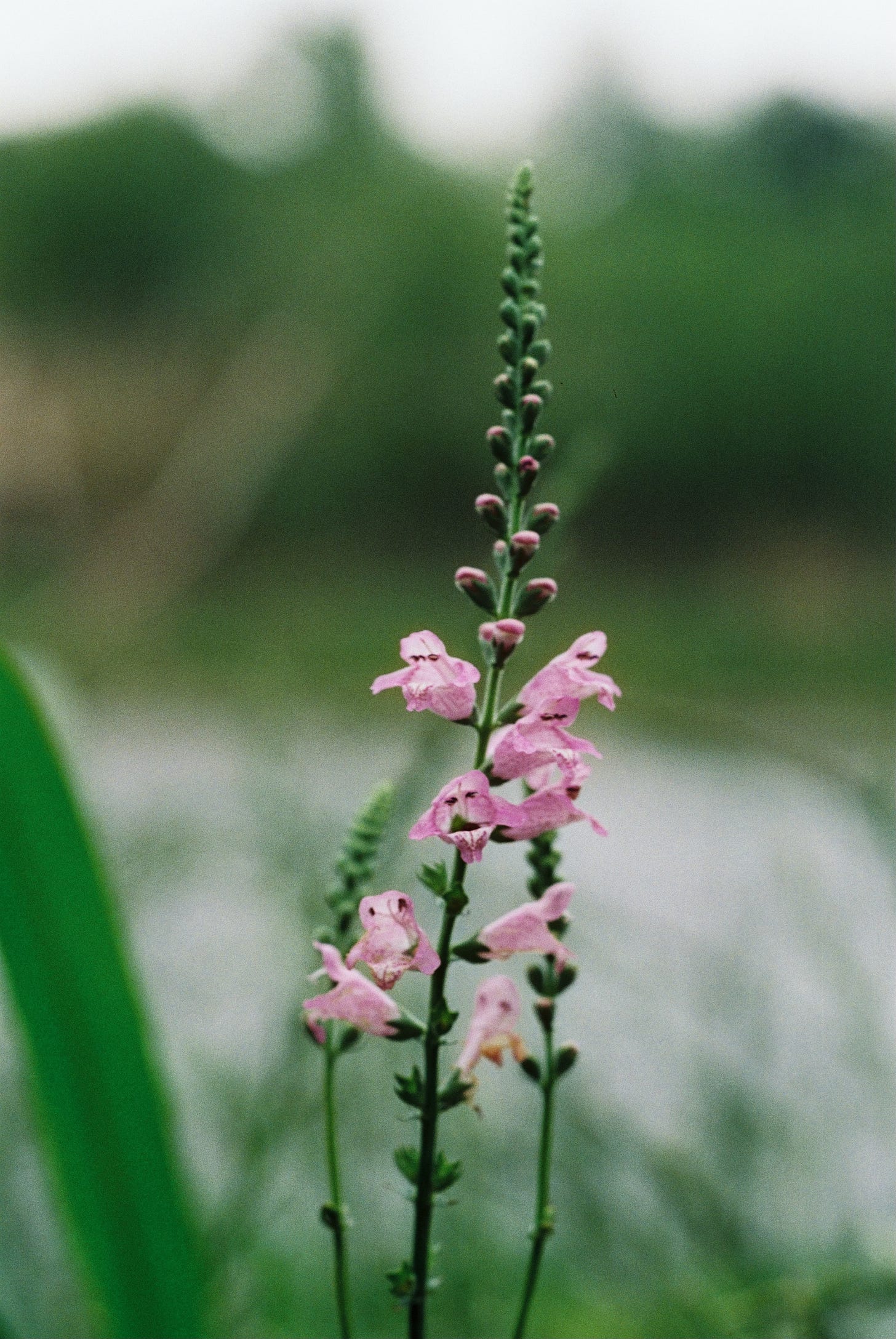 Pink blossoms of wetland wildlflower