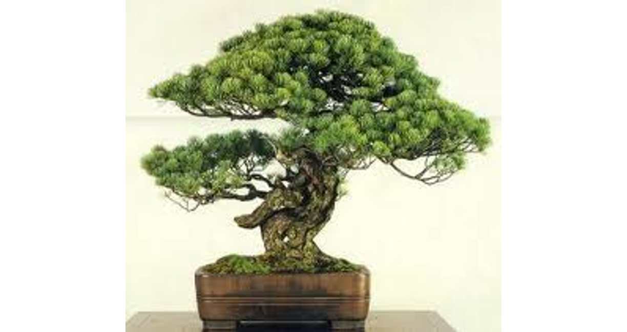 Yakuza and Bonsai: A Brief History Of Japan's Attempts To Tame Gangsters  (PART 1)