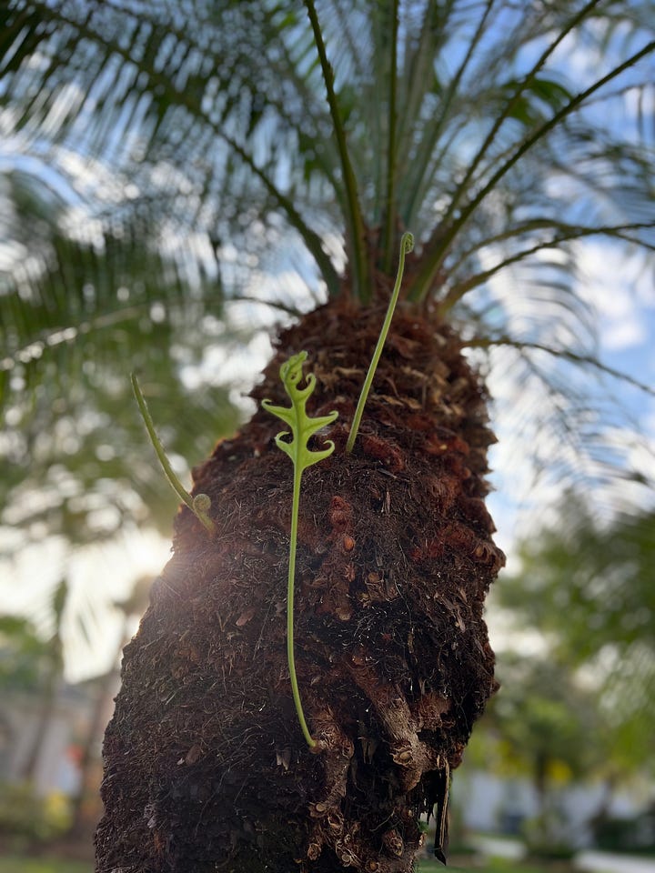 Oak leaves on sidewalk, New shoots from a palm tree, Tao lying on a pineapple picnic blanket with sunlight filtered on her face, Sky view from where Tao is lying