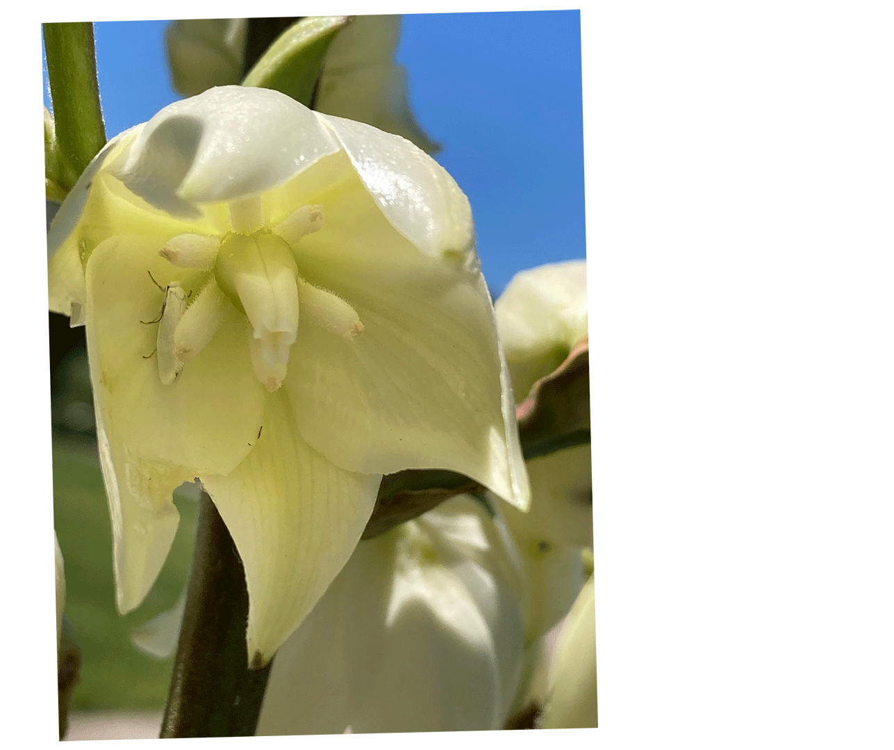 Yucca moth inside the flower of a yucca plant, pollinating it
