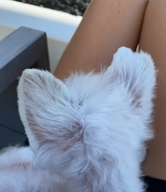 Things I Learned About Healing from my Dog