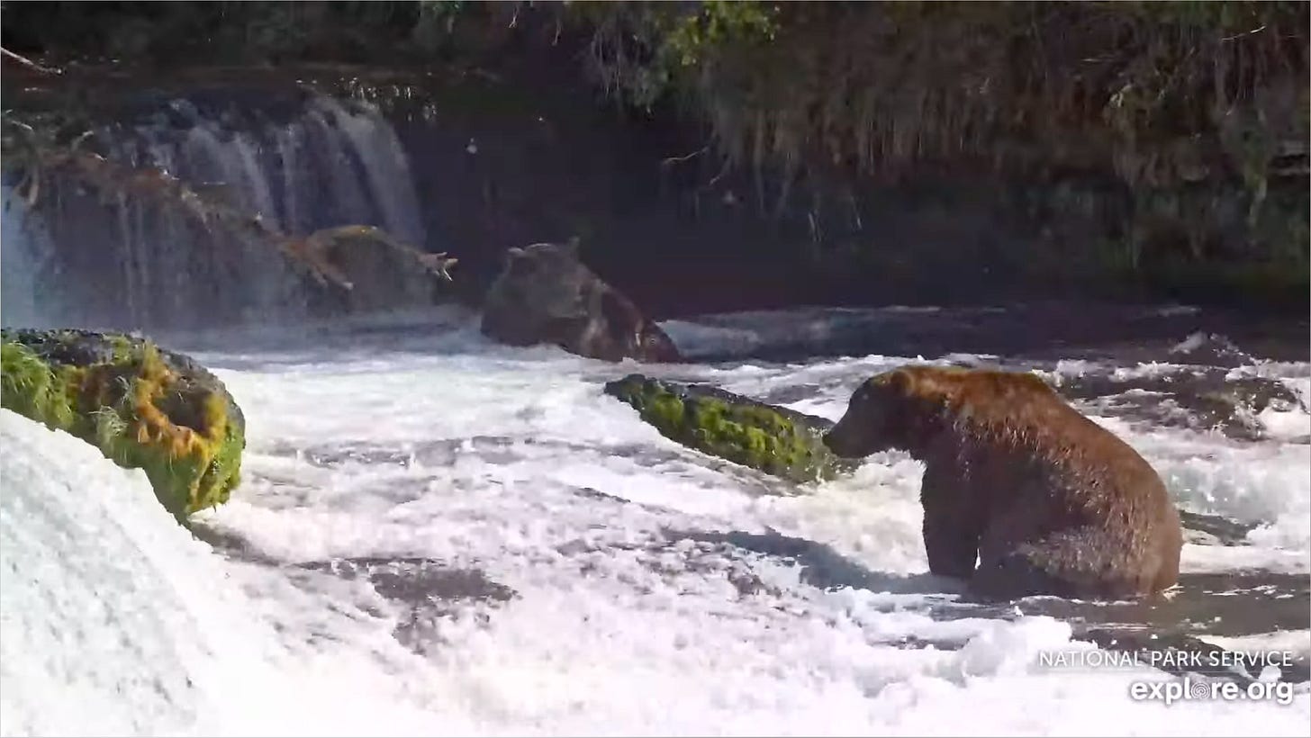A small waterfall pool with a couple of bears sitting in it looking for salmon