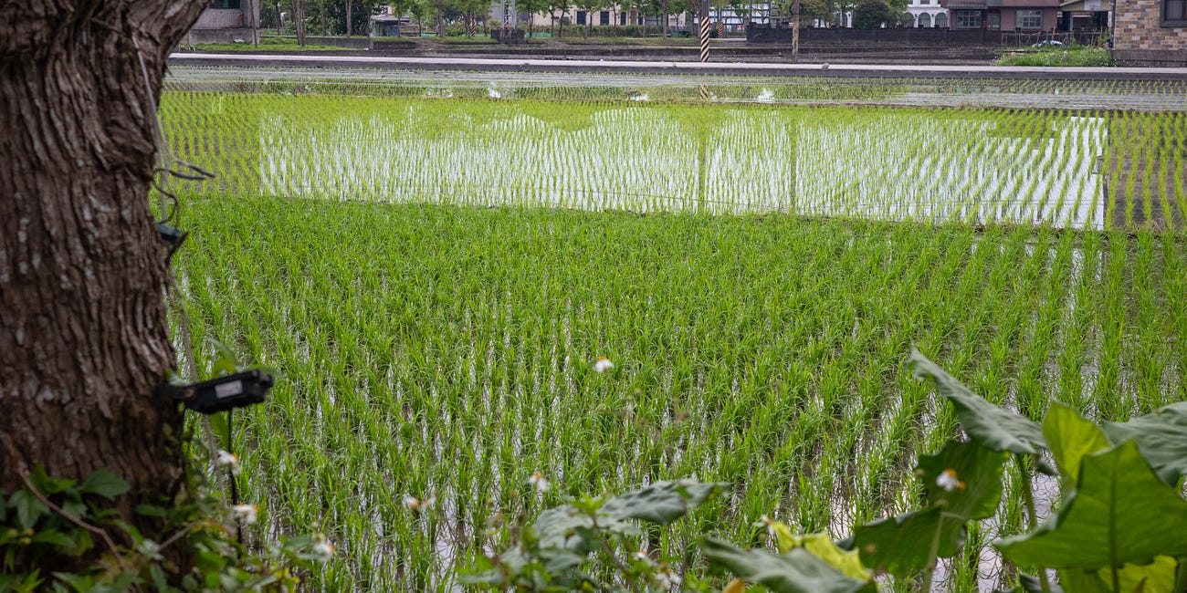 稻之島: Island of Rice