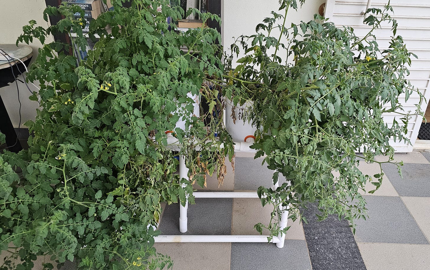 Lush Dutch bucket tomato plants on the Ayozari hydroponic terrace setup, showing dense foliage and young fruit developing