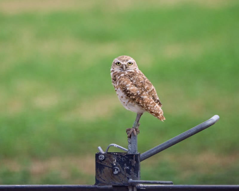 20260716-BurrowingOwl-252-Edit.jpg