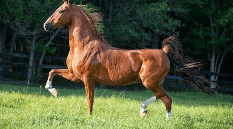 American Saddlebred