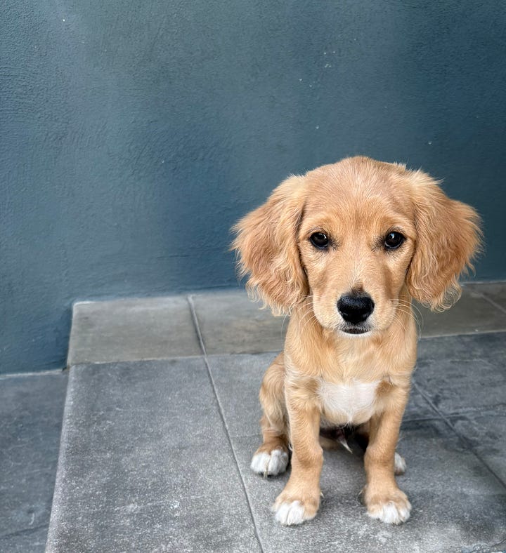 Puppy Finn 