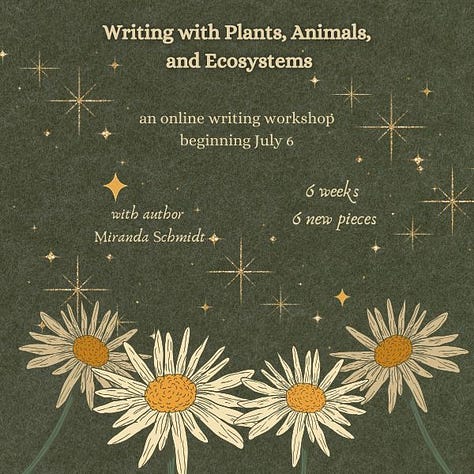 Three slides with information about the class Writing with Plants, Animals, and Ecosystems wiht Miranda Schmidt beginning at Writing Workshops July 6