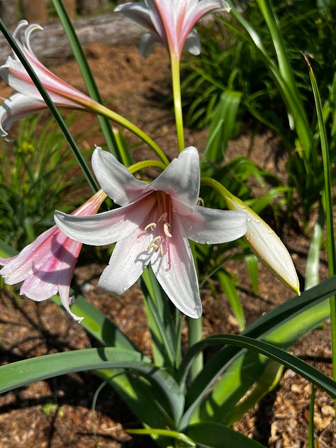 Scented flowers growing in my garden.