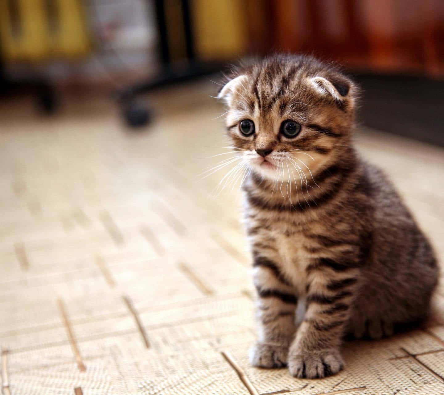 [100+] Sad Cat Pictures | Wallpapers.com