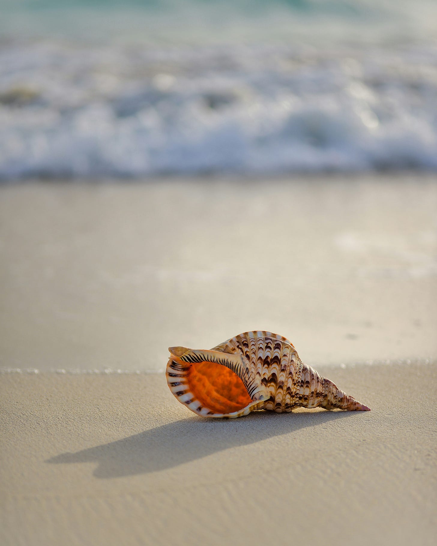 Conch shell on beach