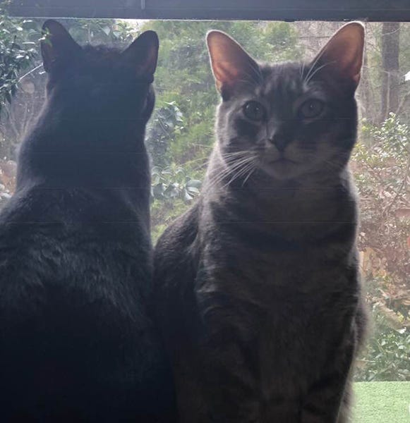two cats side by side, one facing the window, the other facing away