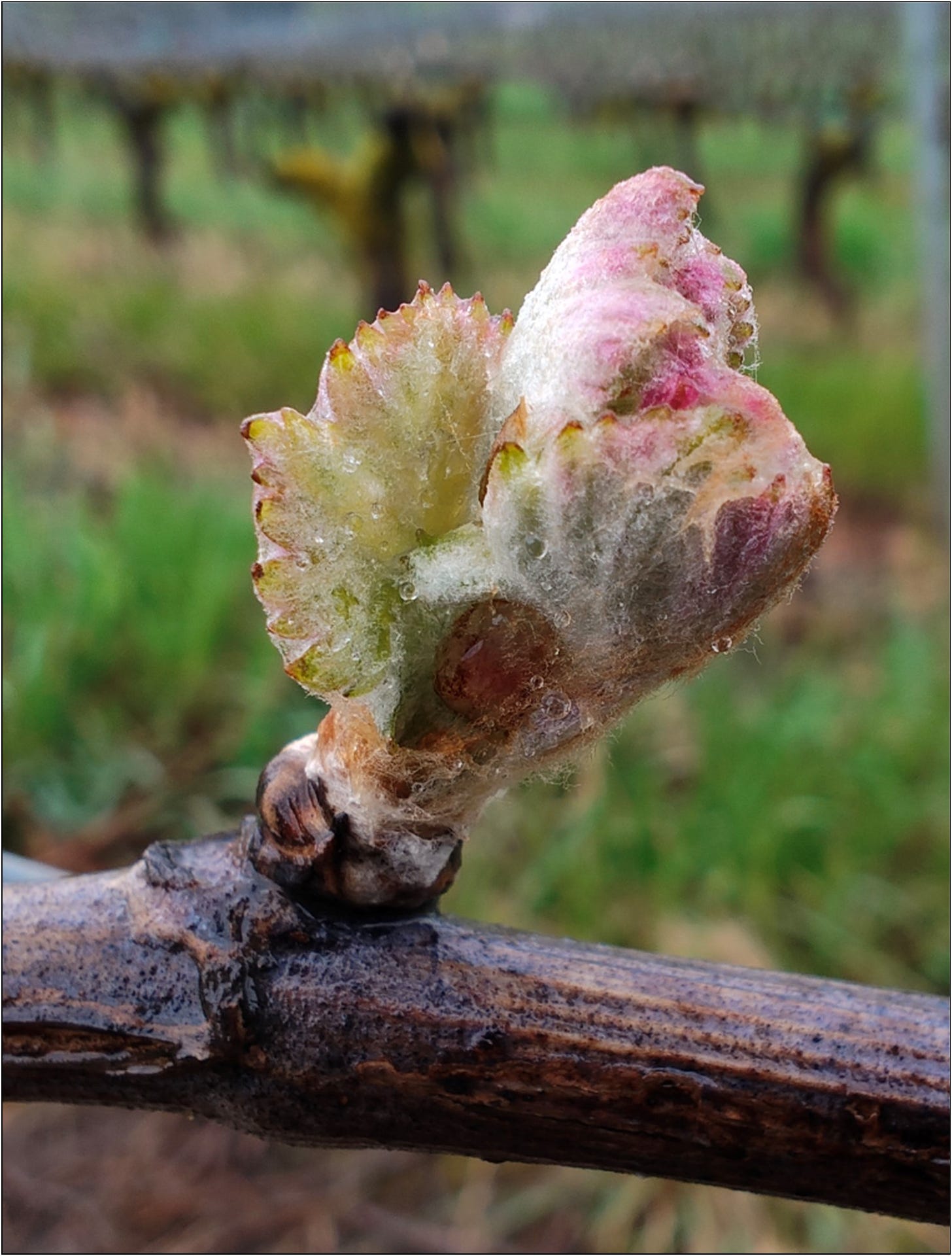 The start of the Vintage 2026 growing season.