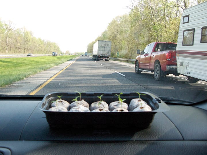 Car windshield with view of highway and small black tray of seedlings on dashboard; healthy green plants growing in pots on a balcony with view of other apartments.