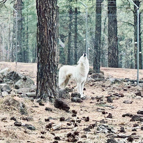 trail. wolves, reindeer, bison, bears