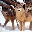 🐺 Apollo.pak: The Wolf and the Sovereignty Goddess