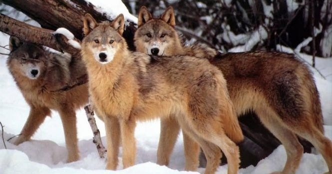 Apollo Soranus: the wolf, the sun, and the sacrifice | We Are Star Stuff