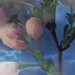 niͥghͪᴛⷮliͥfeͤ