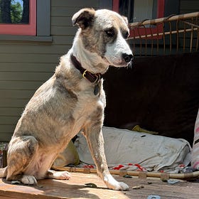 Contrarian Pet of the Week