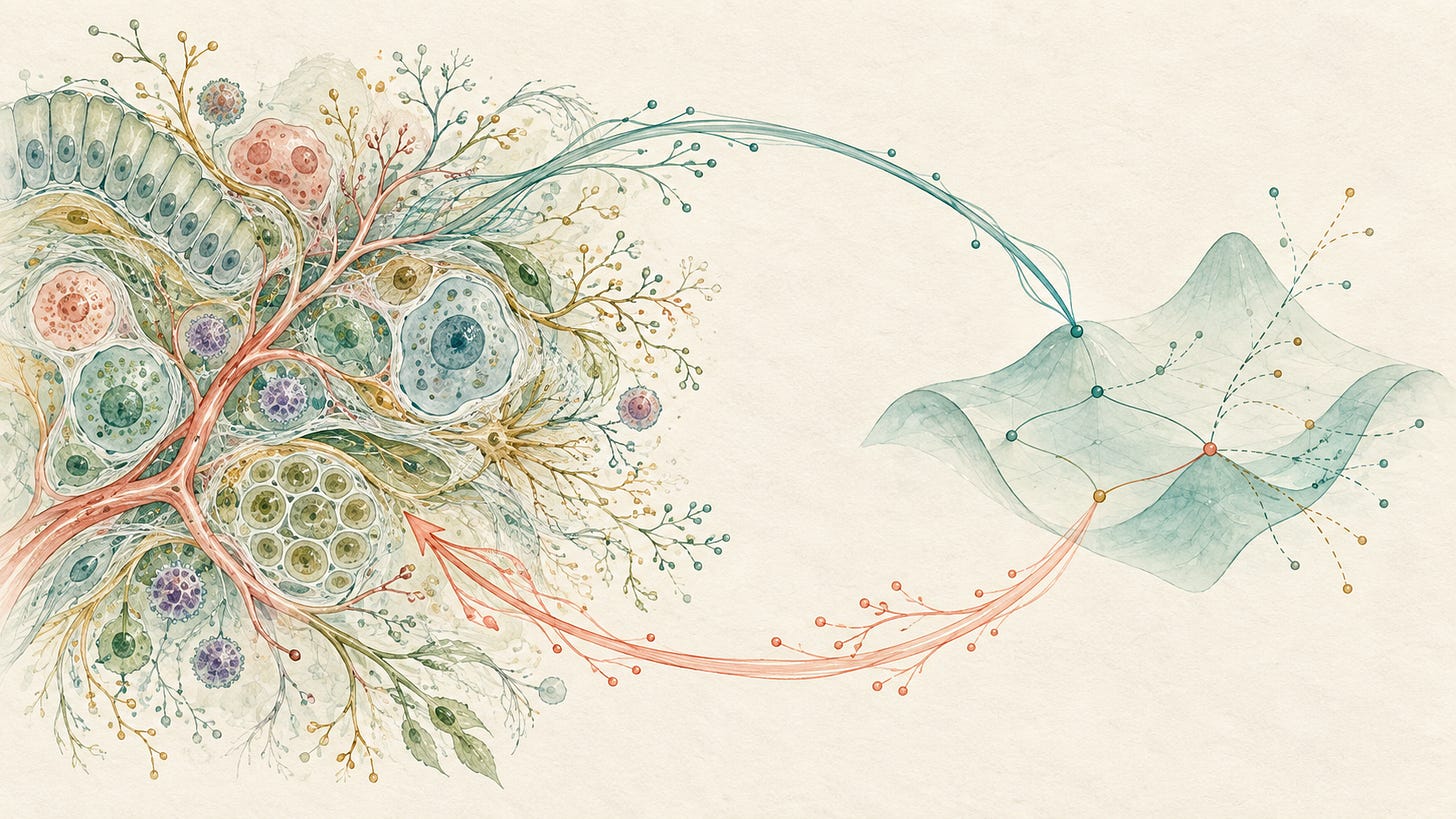 Watercolor living tissue and branching vessels connected by teal and coral feedback strands to a sparse curved landscape of possible states.