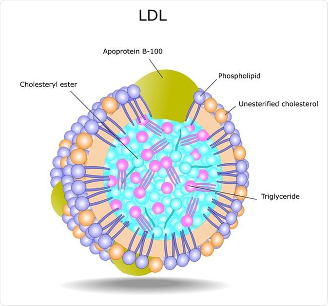 LDL Cholesterol and Heart Disease