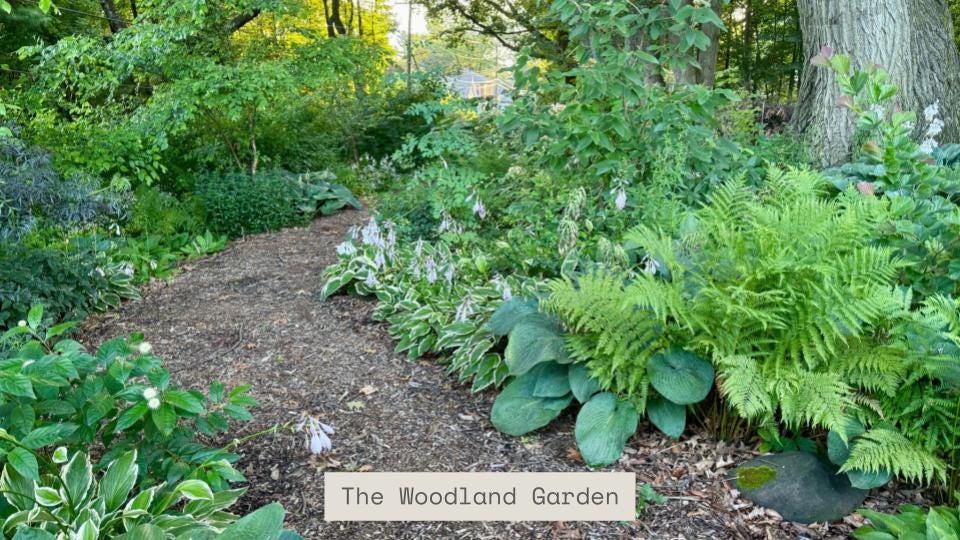 Woodland Garden path from Havenwood as example of dry, shady backwards border