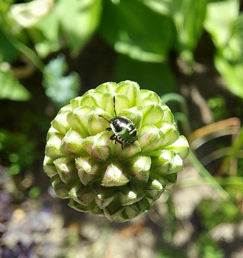 Summer flower pictures