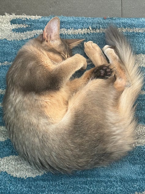 Yuzu the cat, taking a catnap.