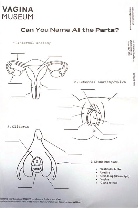 A diagram of the internal organs

AI-generated content may be incorrect.
