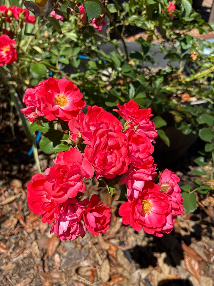 Current blooms in the Florida-Friendly Landscaping demo garden includes red-pink drift rose blooms, lavender flowers of chastetree, yellow blooms of thryallis, and pink flowers of pentas. 