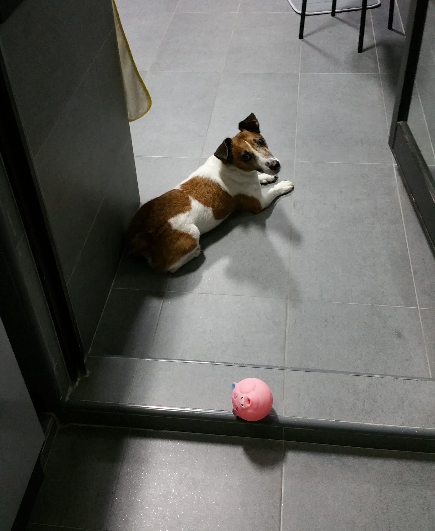 Jack Russell Terrier wants to play ball waiting for owner to not hustle and play Jack Russell Terrier wants to play ball waiting for owner to not hustle and play