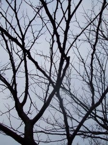 squirrel sky