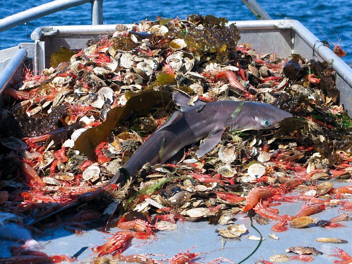 source: https://particle.scitech.org.au/health/food/us560-billion-of-wasted-fish-over-the-past-half-century/